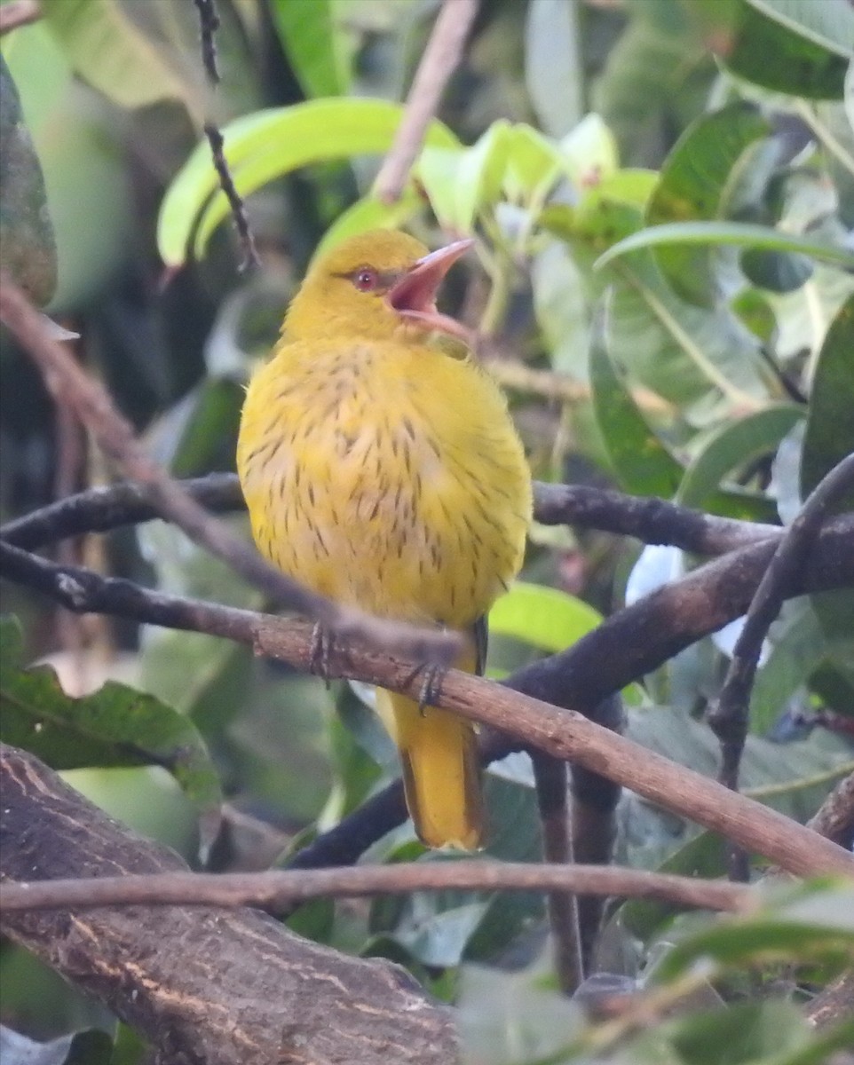 Indian Golden Oriole - ML98796121