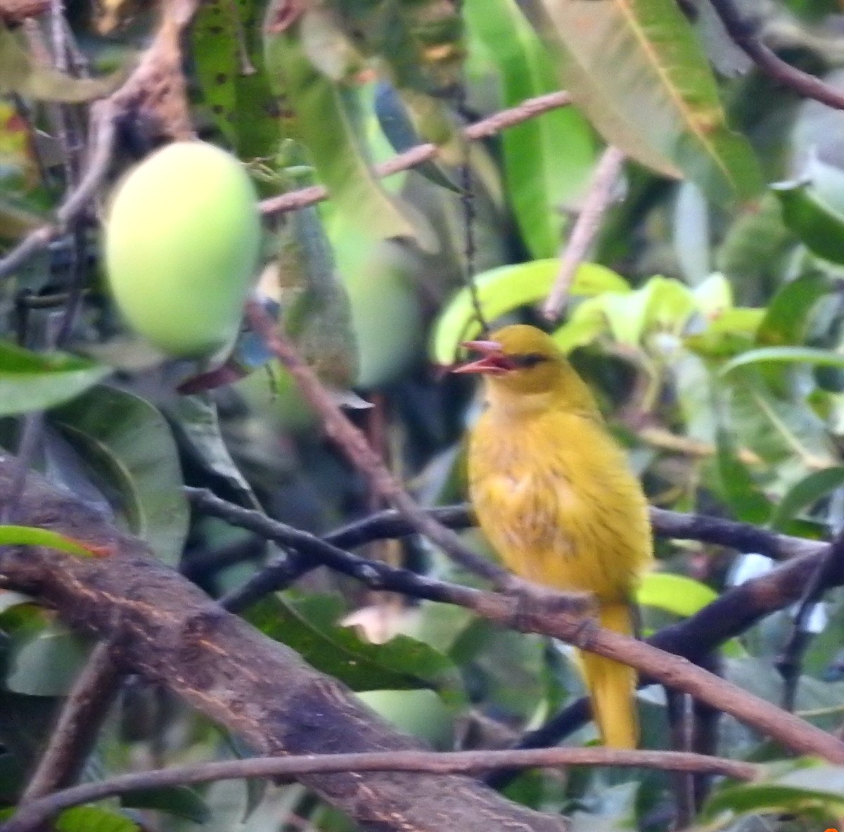 Indian Golden Oriole - ML98796151