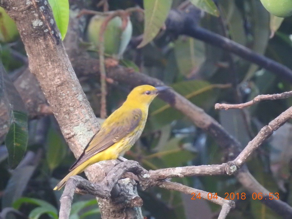 Indian Golden Oriole - ML98796211