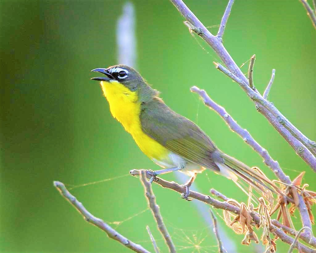 Yellow-breasted Chat - ML98796761