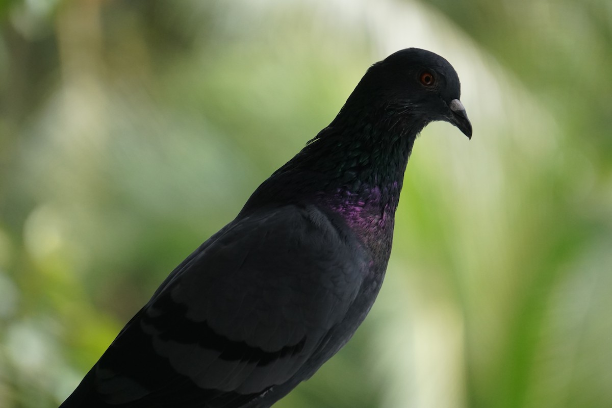Rock Pigeon (Feral Pigeon) - Kalpesh Gaitonde
