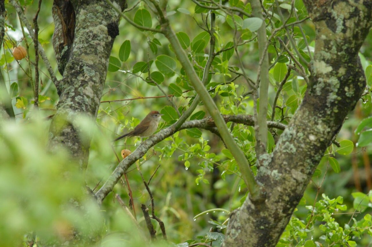 Pale-breasted Spinetail - ML98797161