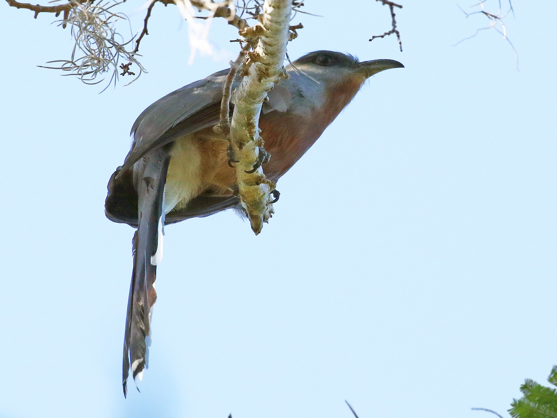 Bay-breasted Cuckoo - Andrew Spencer