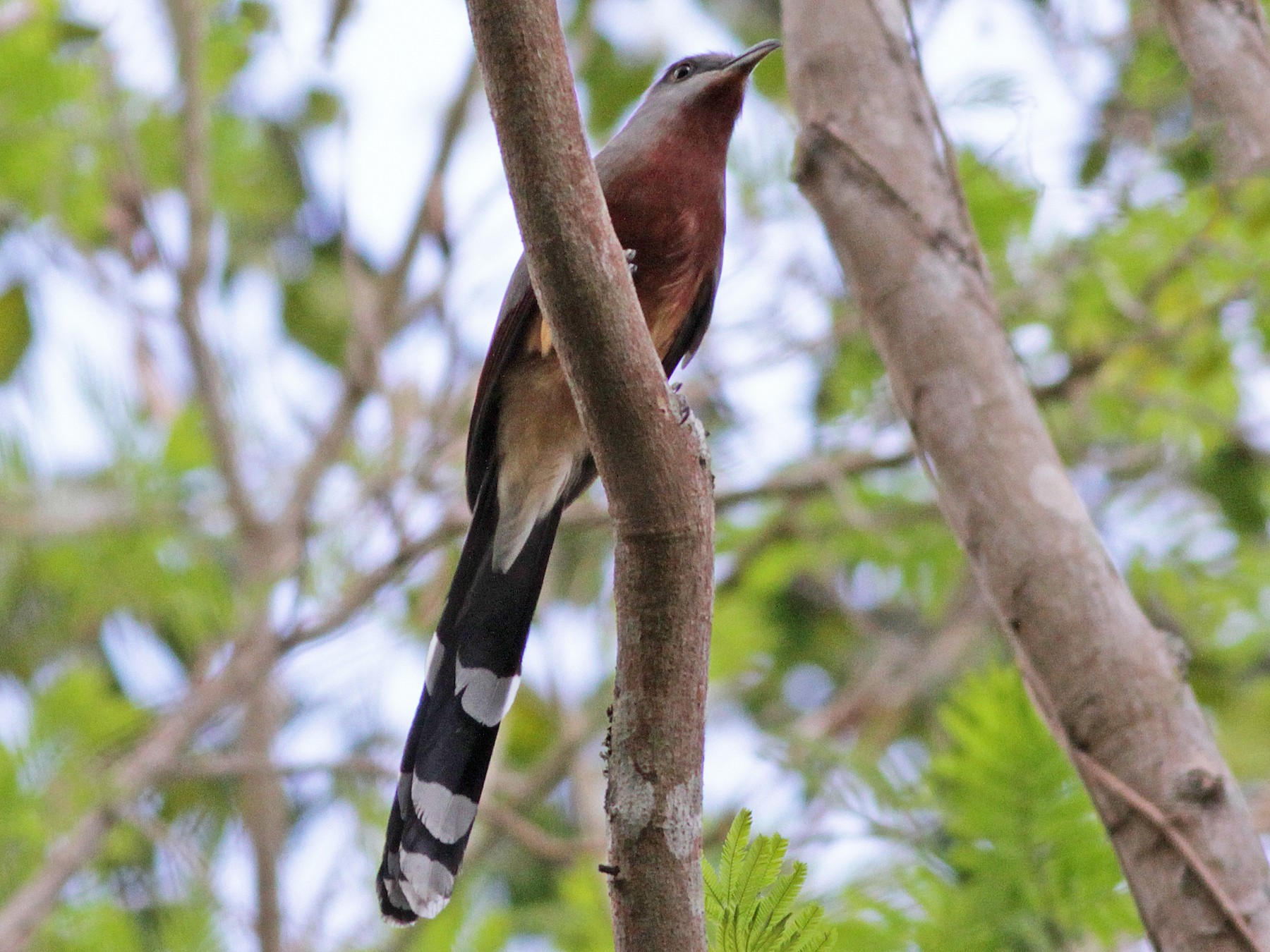 Bay-breasted Cuckoo - Ian Davies