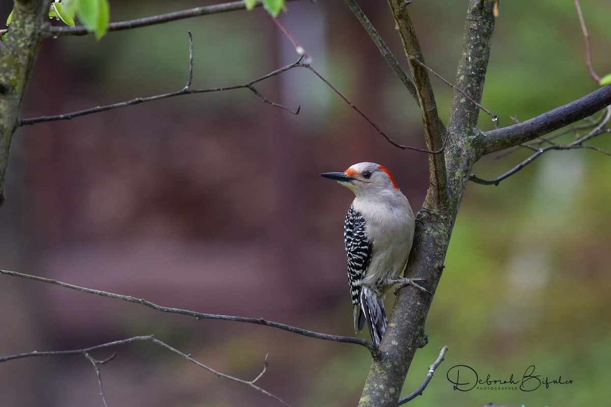 Red-bellied Woodpecker - Deborah Bifulco