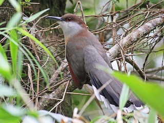 Jamaican Lizard Cuckoo - eBird