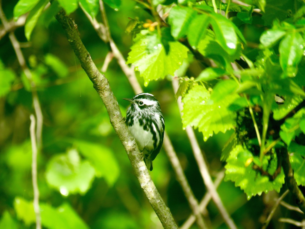 Black-and-white Warbler - ML98798901