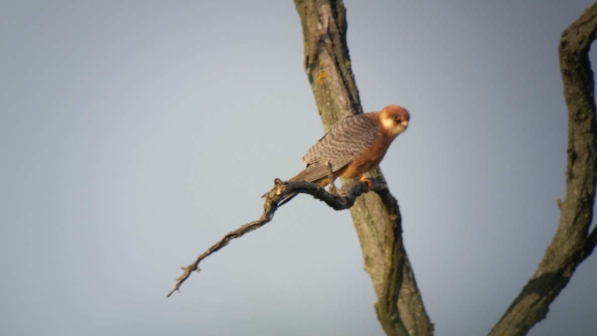 Red-footed Falcon - ML98799821