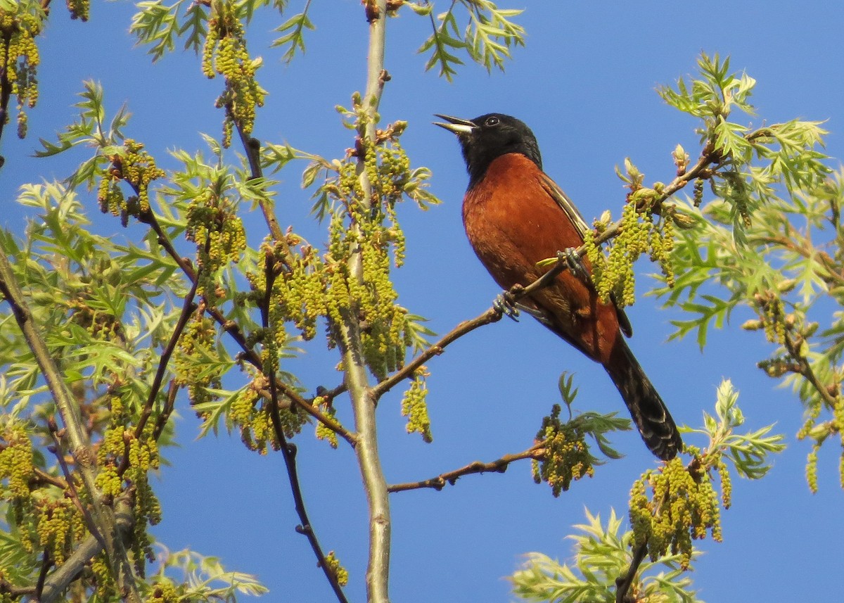 Orchard Oriole - ML98799871
