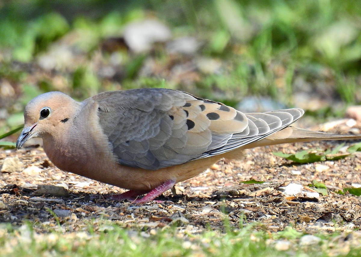 Mourning Dove - Bobby Dailey