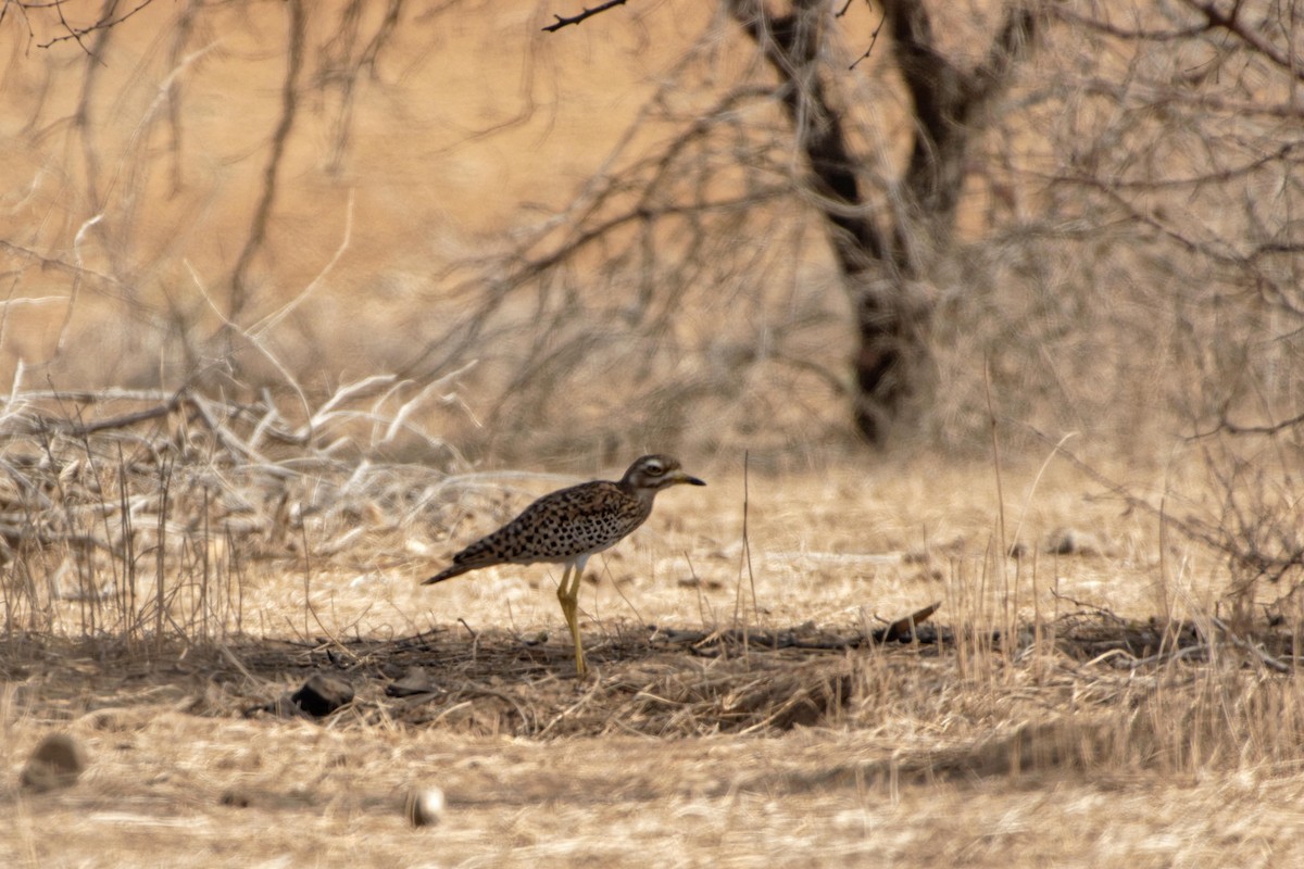 Spotted Thick-knee - ML98800201