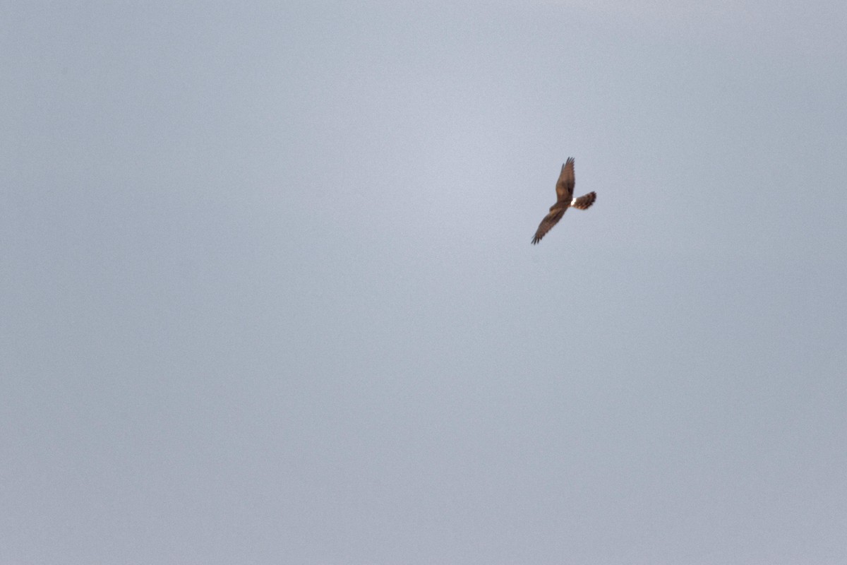 Pallid Harrier - Anonymous