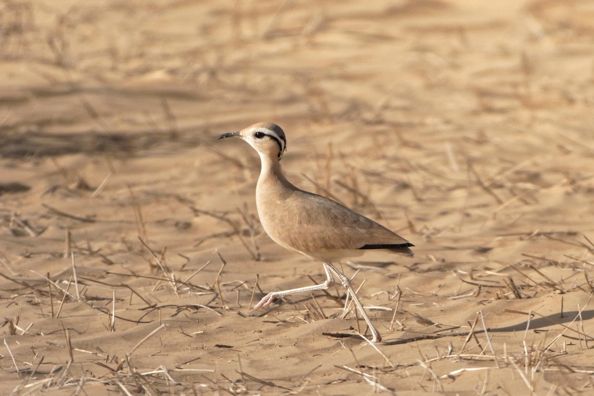Cream-colored Courser - Anonymous