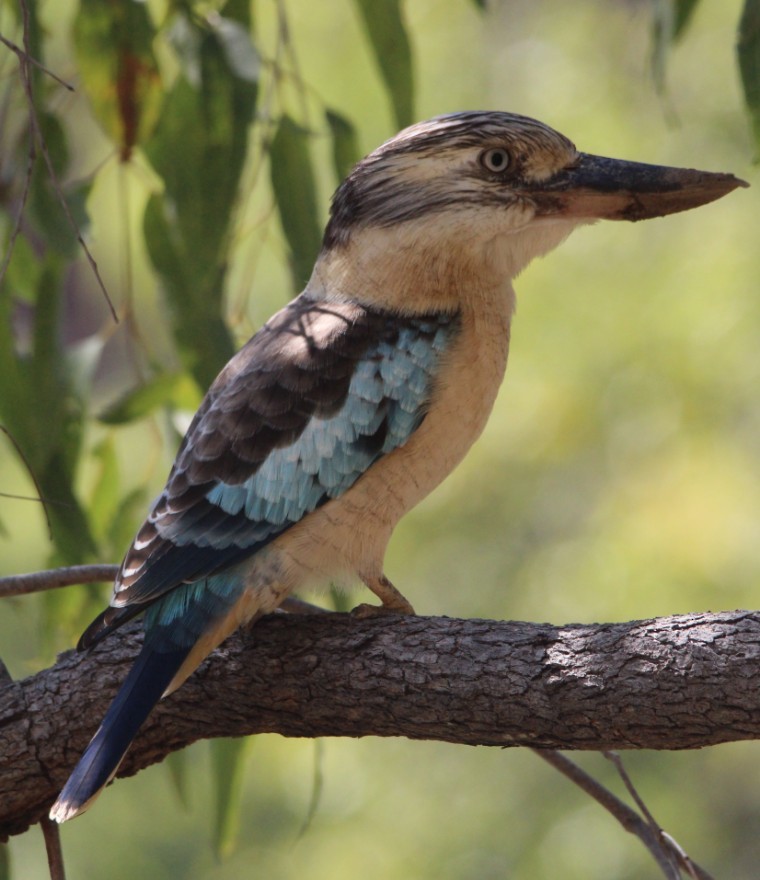 Blue-winged Kookaburra - Magen Pettit
