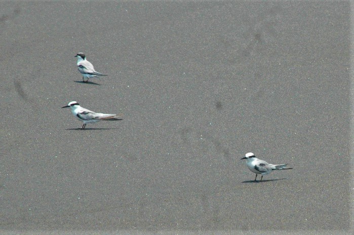 Common Tern - ML98800971