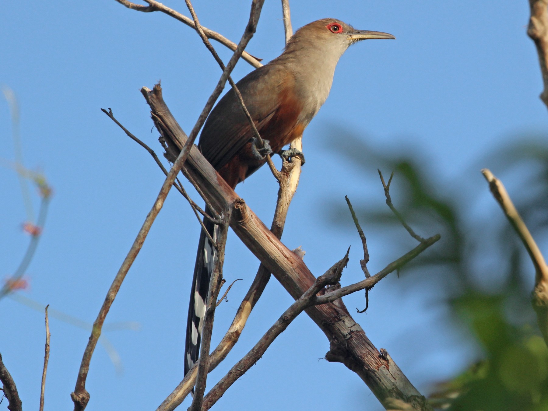 Puerto Rican Lizard-Cuckoo - Alcides L. Morales Pérez