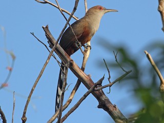  - Puerto Rican Lizard-Cuckoo