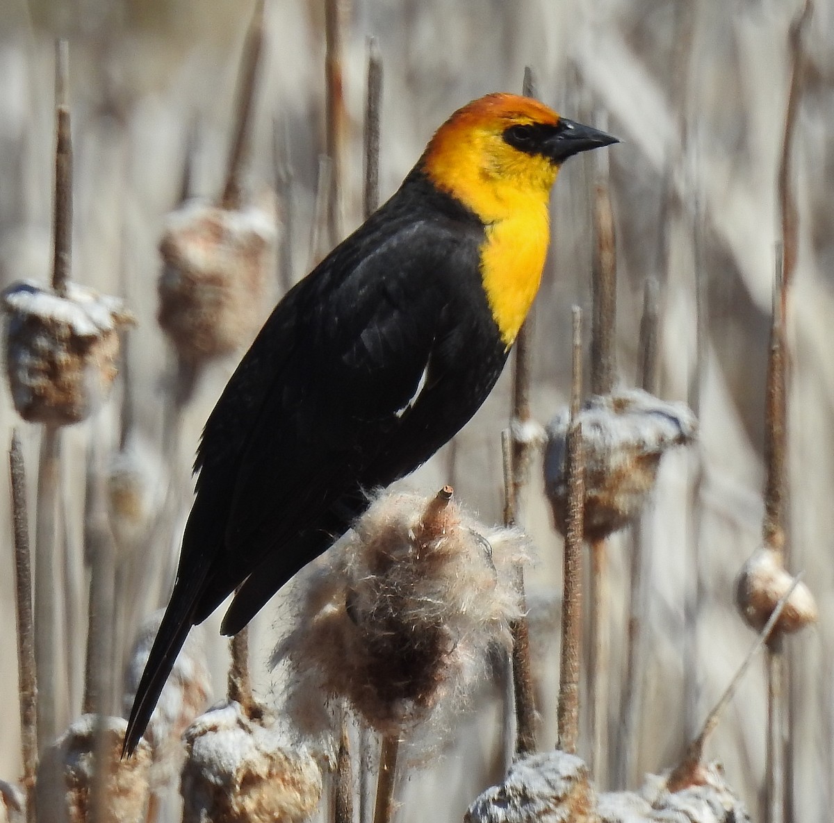 Yellow-headed Blackbird - Pat Grantham