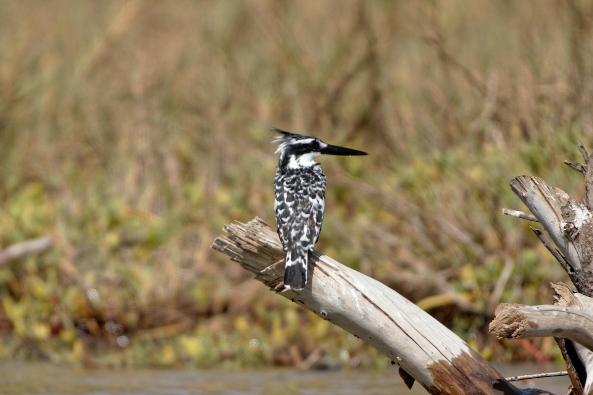 Pied Kingfisher - Anonymous
