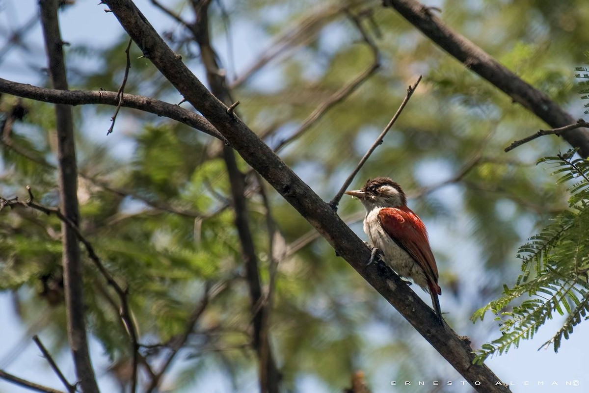 Scarlet-backed Woodpecker - ML98803361