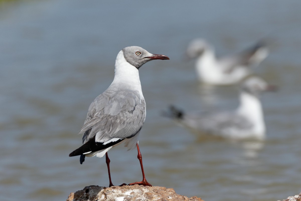 Gray-hooded Gull - Anonymous