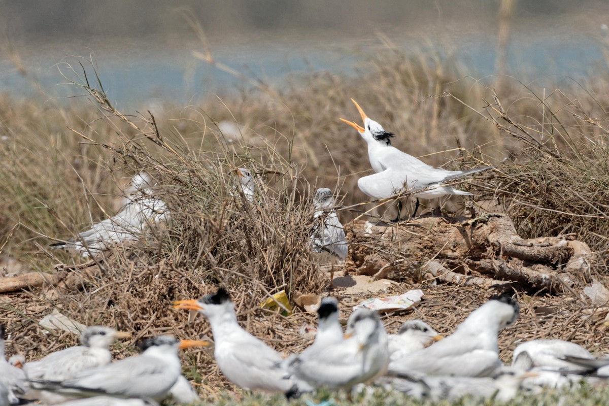 West African Crested Tern - ML98803631