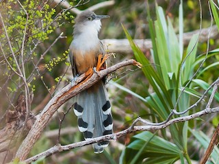  - Great Lizard-Cuckoo