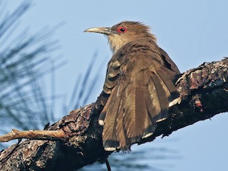 นกเต็มวัย (Bahama) - Andrew Spencer - ML98803681