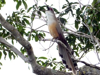  - Great Lizard-Cuckoo (Cuban)