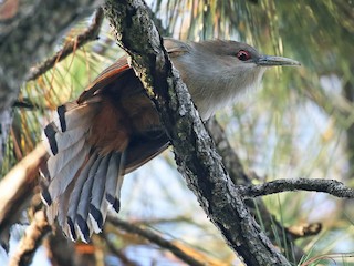  - Great Lizard-Cuckoo