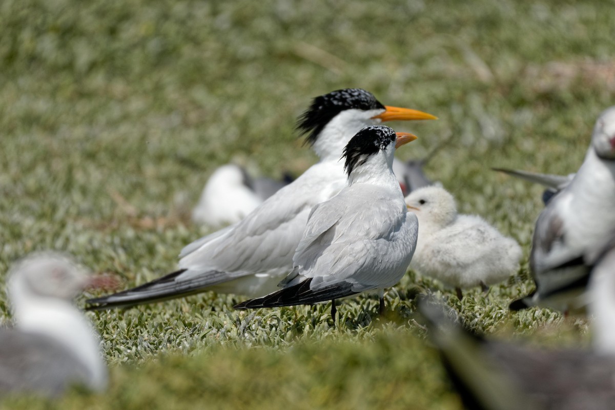 West African Crested Tern - ML98803741