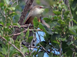  - Great Lizard-Cuckoo (Cuban)