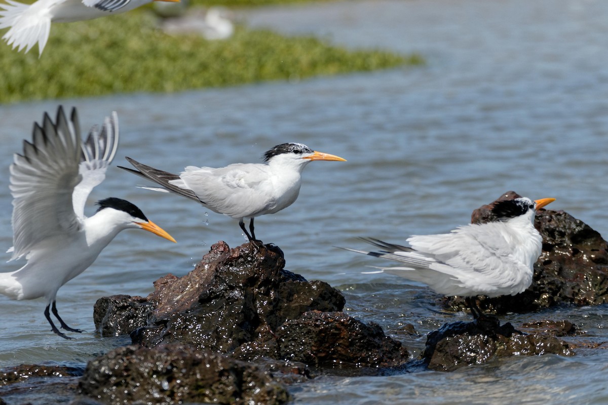 West African Crested Tern - ML98803811