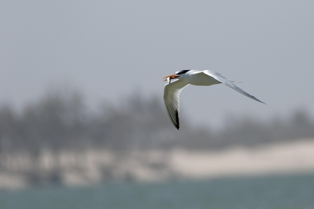 West African Crested Tern - Anonymous