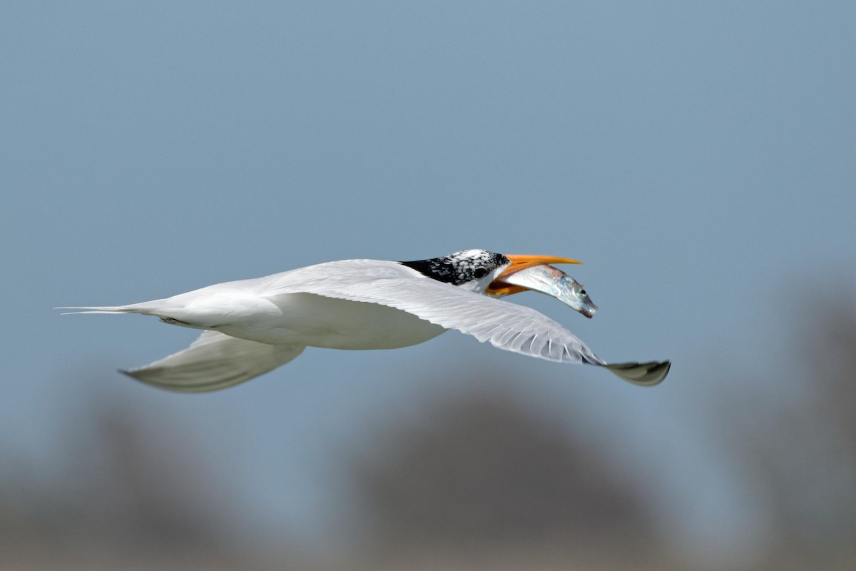 West African Crested Tern - ML98804251