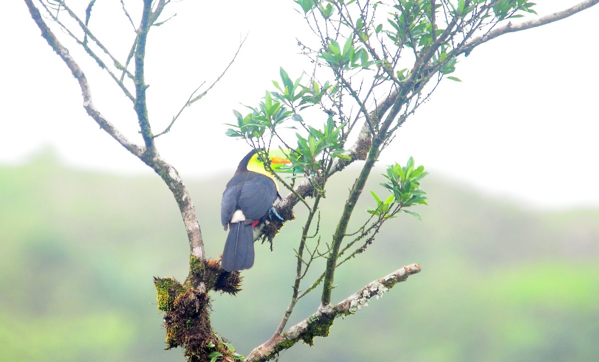 Keel-billed Toucan - Josanel Sugasti -photographyandbirdingtourspanama