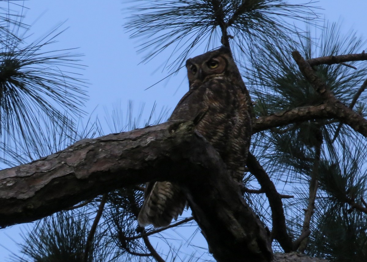 Great Horned Owl - ML98804651