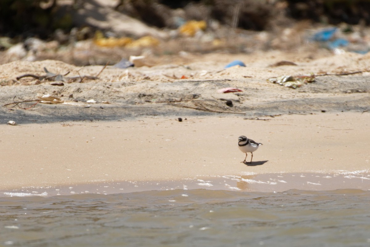 Common Ringed Plover - ML98804721