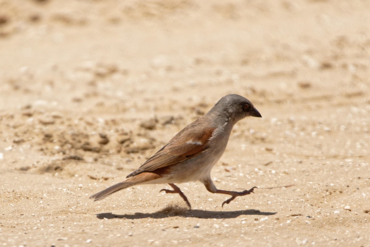 Northern Gray-headed Sparrow - ML98805251