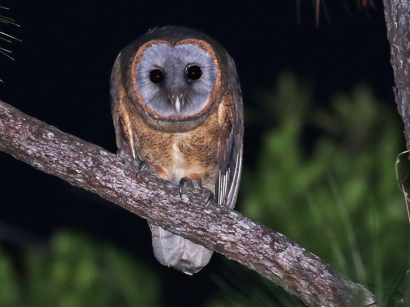 Ashy-faced Owl - Andrew Spencer