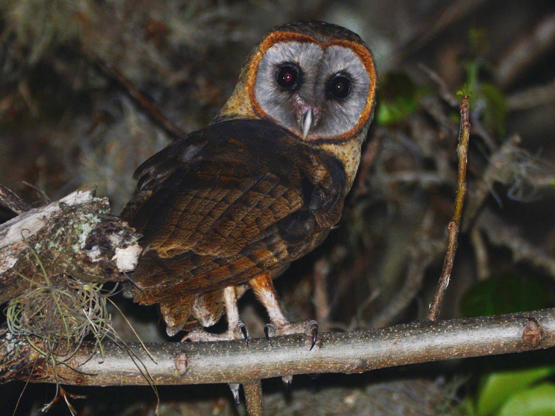 Ashy-faced Owl - Alan Van Norman