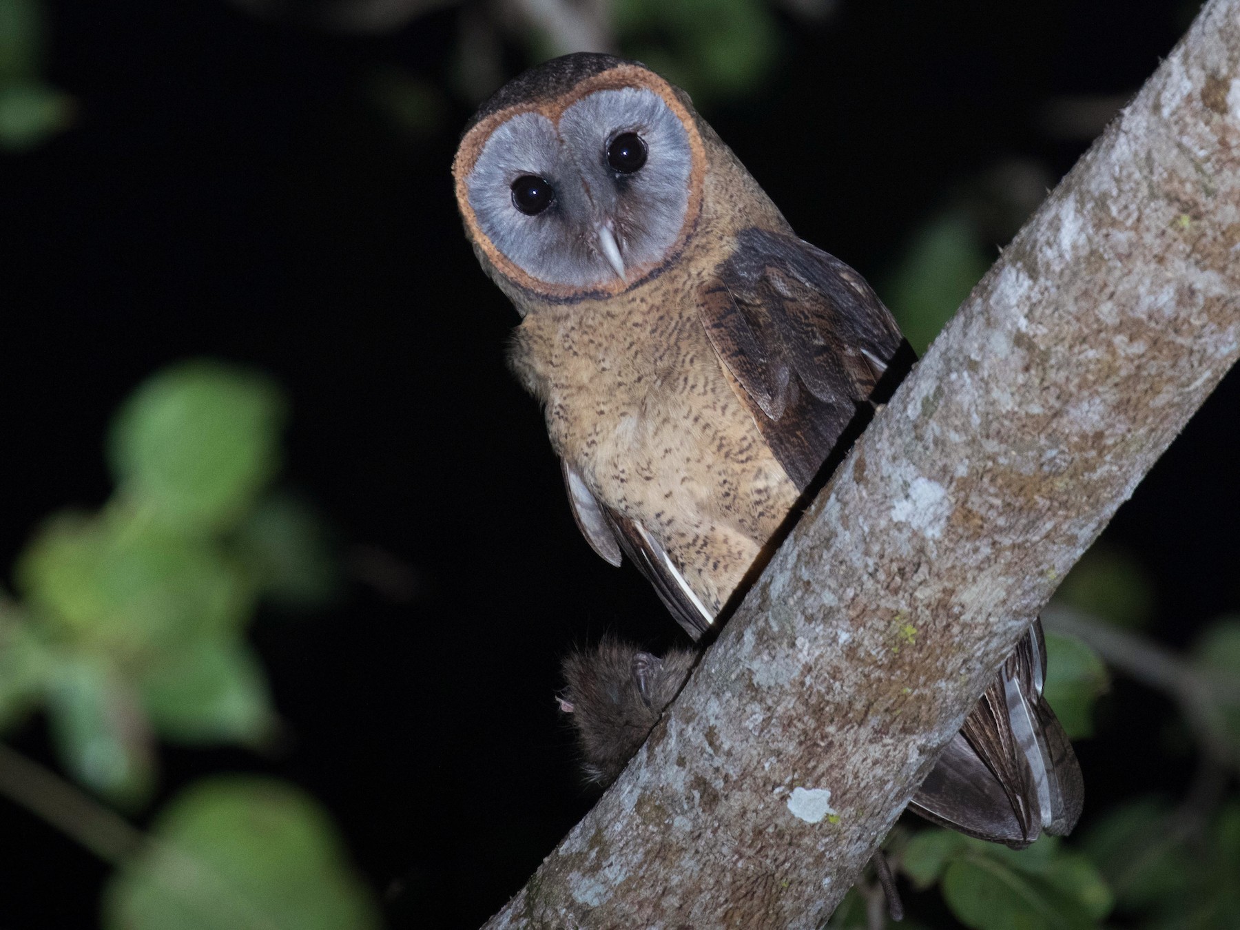 Ashy-faced Owl - Ross Gallardy