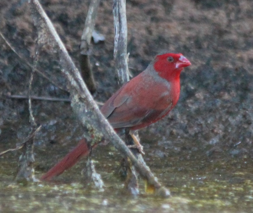 Crimson Finch - Magen Pettit