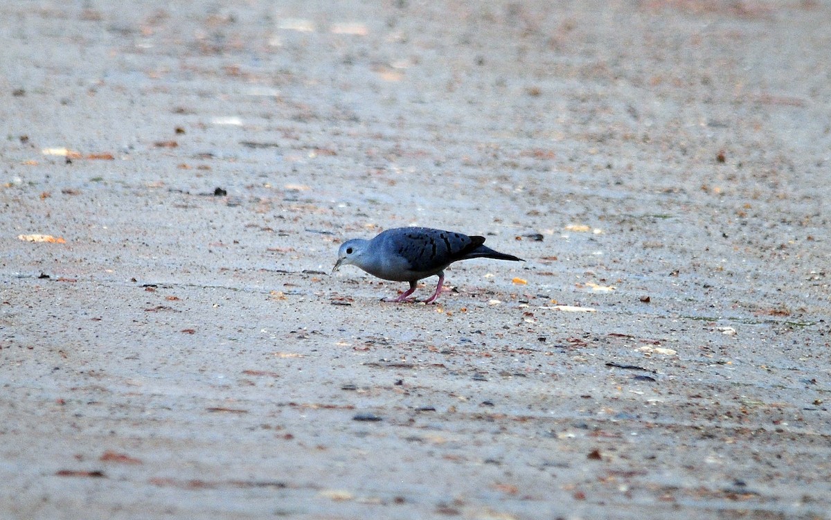 Blue Ground Dove - Josanel Sugasti -photographyandbirdingtourspanama