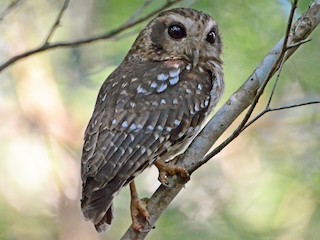  - Bare-legged Owl