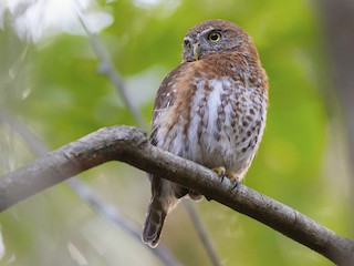  - Cuban Pygmy-Owl