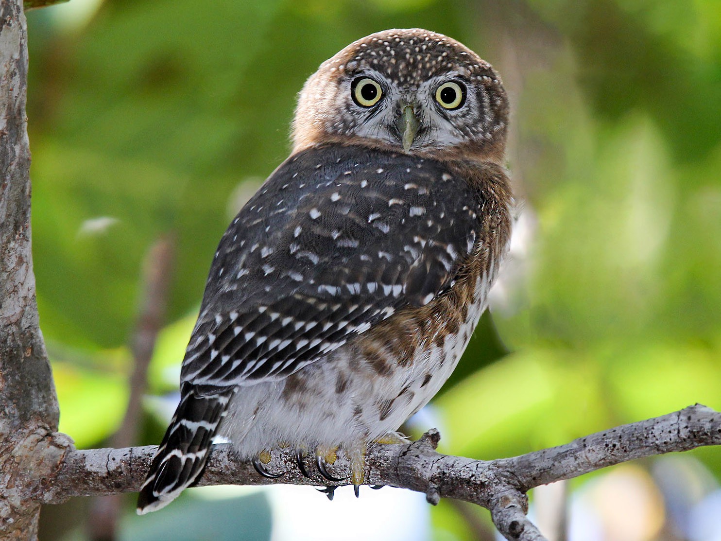 Cuban Pygmy-Owl - Arturo Kirkconnell Jr