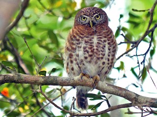  - Cuban Pygmy-Owl