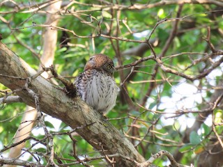  - Cuban Pygmy-Owl