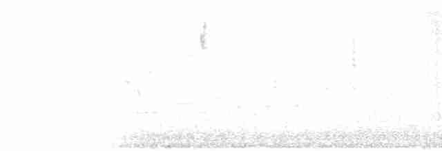 Paruline à couronne rousse (palmarum) - ML98809